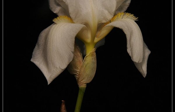 pallida var. albiflora