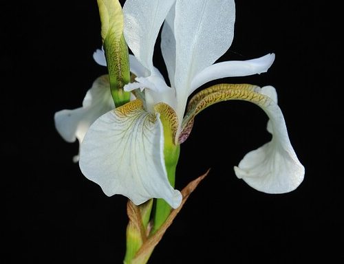 sibirica f. albiflora x self