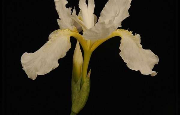 tectorum var. albiflora