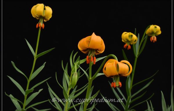 carneolicum – flowering size