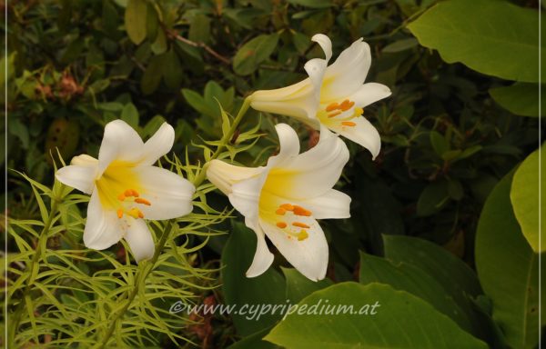 regale f. albiflora flowering size