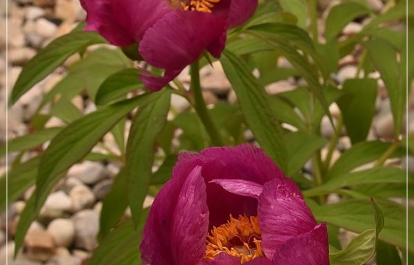 officinalis ssp, banatica – Flowering Size – XL