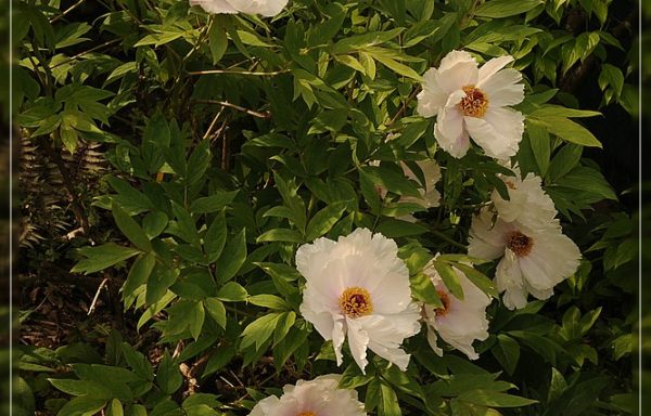 ostii – flowering size