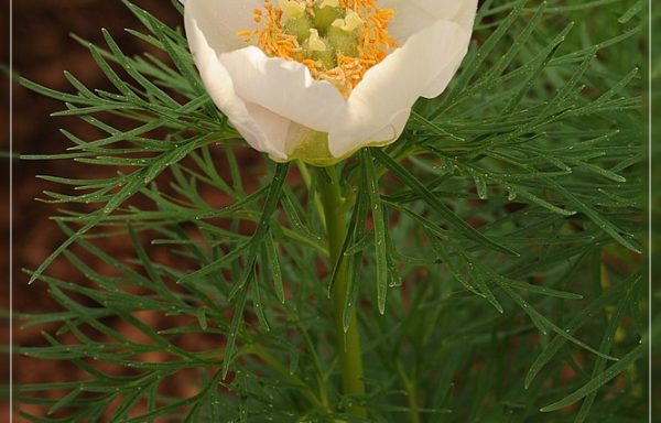 tenuifolia albiflora x self – 1 year
