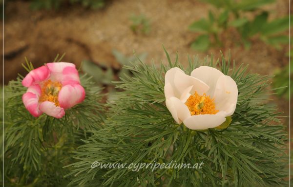 tenuifolia bicolor x albiflora – 2 years
