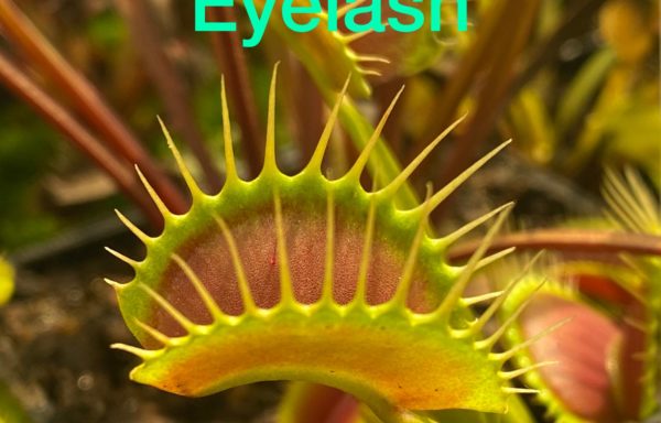 Eyelash