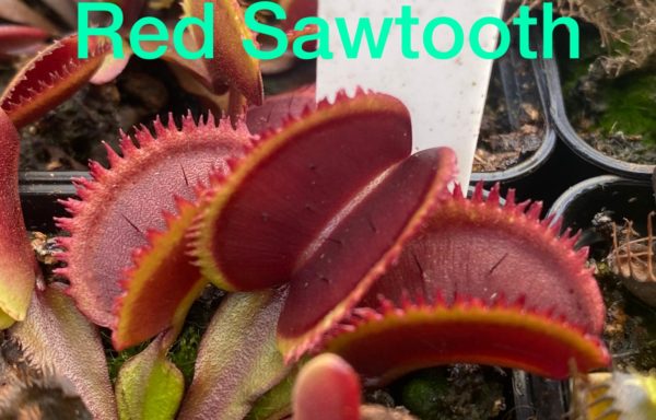 Red Sawtooth